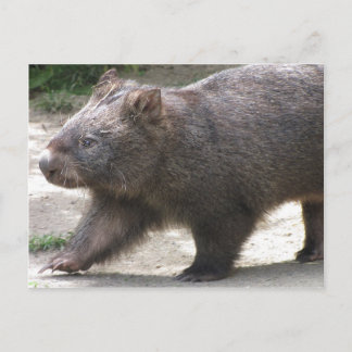 Carte Postale Wombat