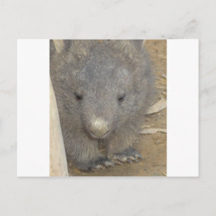Carte Postale Wombat