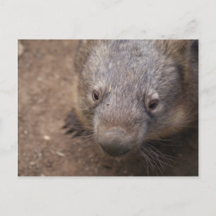 Carte Postale Wombat Kiss