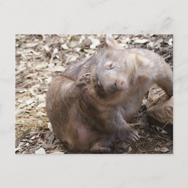 Carte Postale Wombat Scratch (Devant)