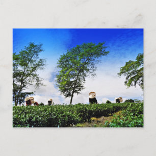 Carte Postale Women harvesting tea