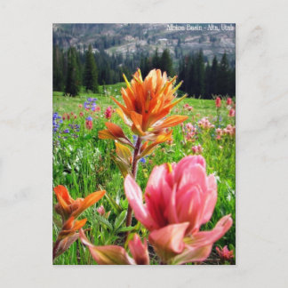 Carte Postale Wondrous Fleurs sauvages (6)