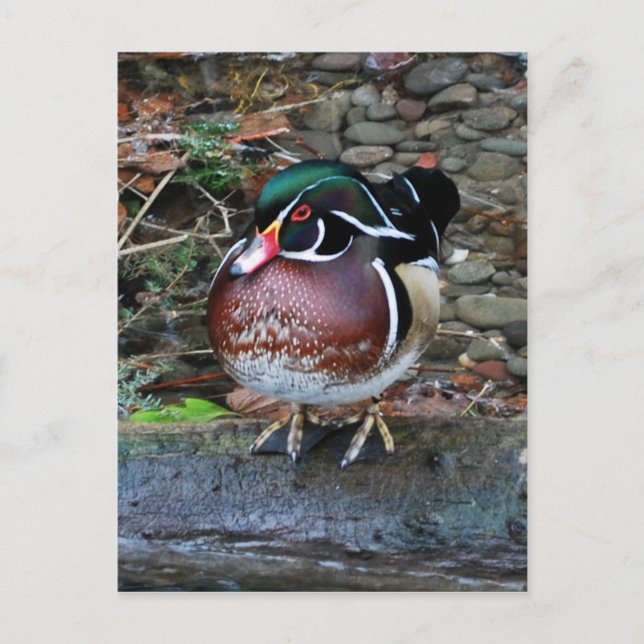 Carte postale Wood Duck (Devant)