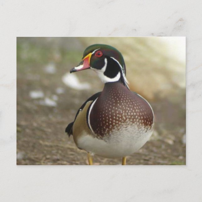 Carte postale Wood Duck (Devant)