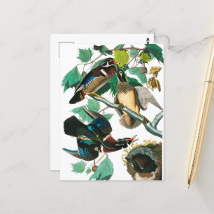 Carte Postale Wood Duck par John James Audubon