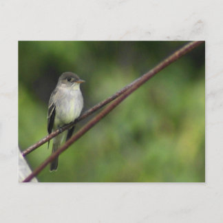 Carte postale Wood Peewee