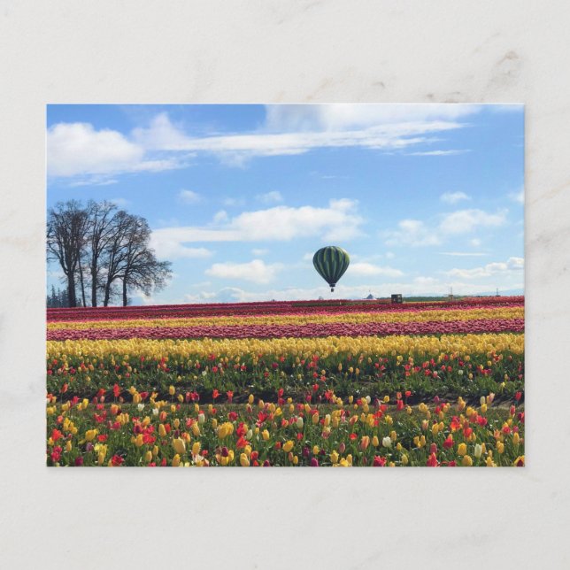 Carte Postale Wooden Shoe Tulip Farm, Woodburn, Oregon (Devant)