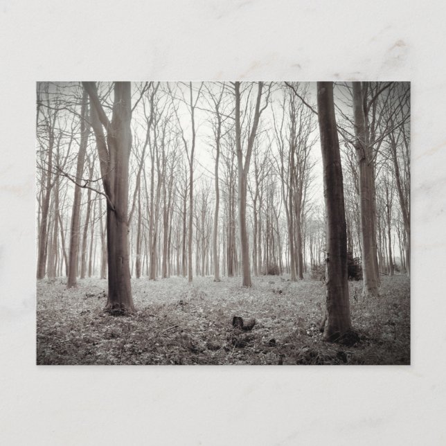 Carte postale Woodland Dream (Devant)