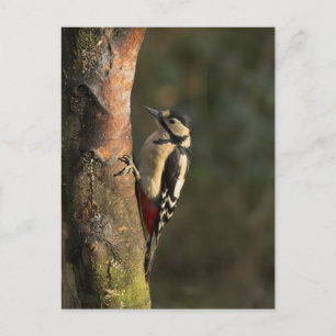 Carte postale Woodpecker