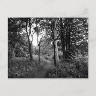 Carte Postale Woods Bute Park, Cardiff