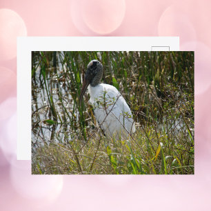 Carte Postale Woodstork Florida Wetlands Photographie
