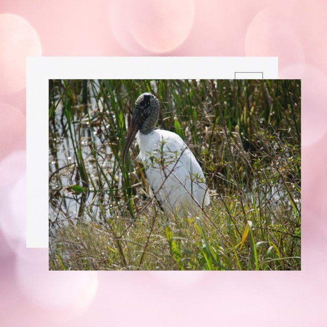 Carte Postale Woodstork Florida Wetlands Photographie (A postcard with a photograph of a wood stork bird.)