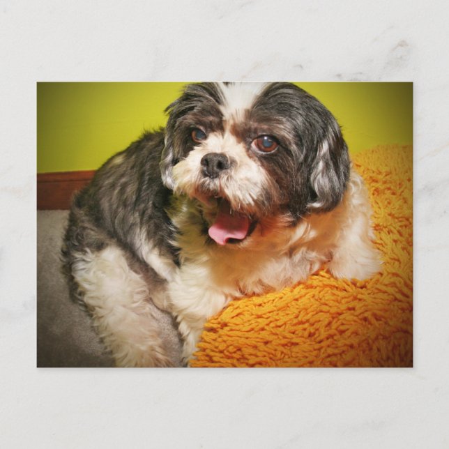 CARTE POSTALE WOOF ! (Devant)