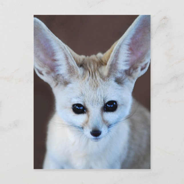 Carte Postale Worlest Cutest Fennec Fox (Devant)