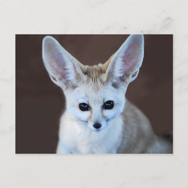 Carte Postale Worlest Cutest Fennec Fox (Devant)