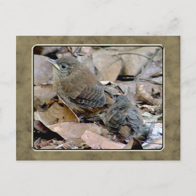 Carte postale Wren Baby Bird (Devant)
