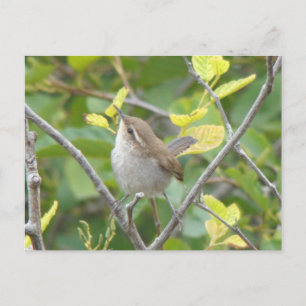 Carte postale Wren de Bewick