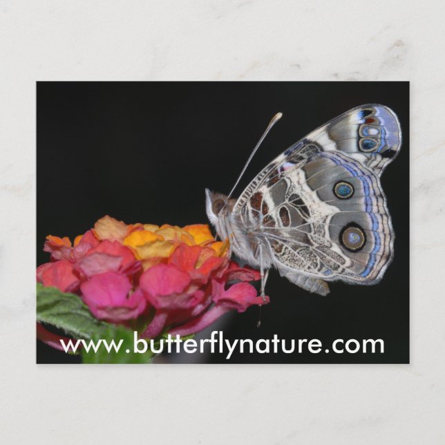 Carte Postale www.butterflynature.com (Devant)