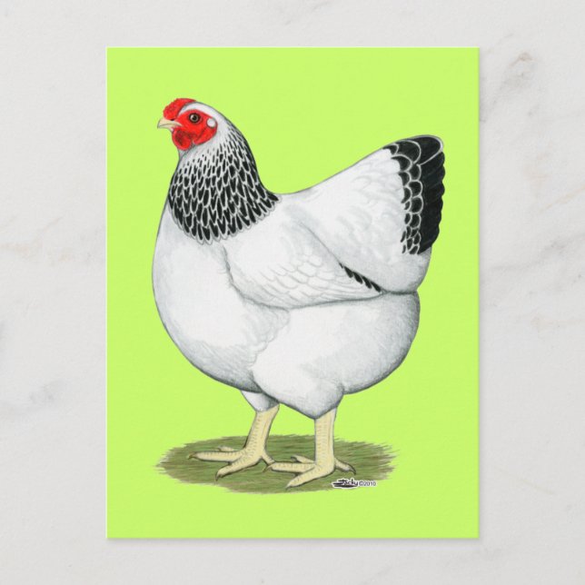 Carte Postale Wyandotte :  Columbian Hen (Devant)