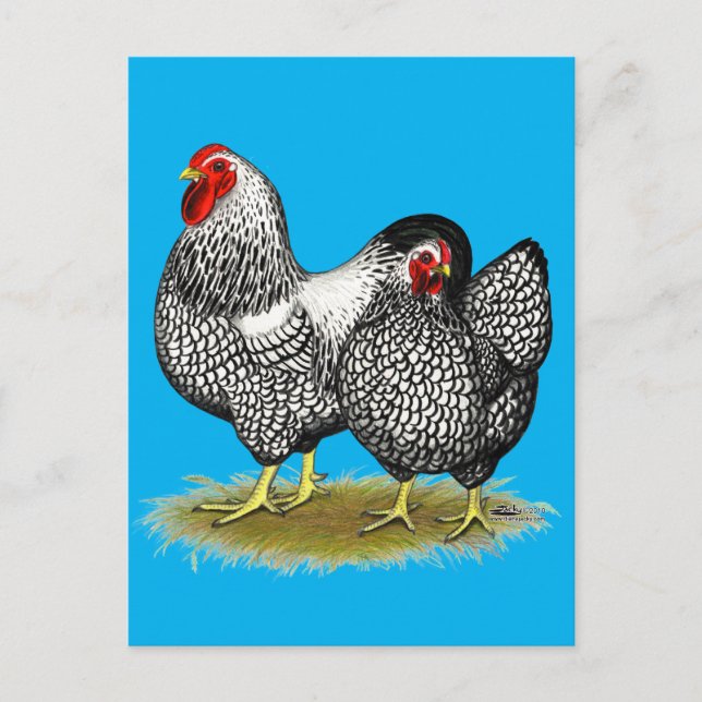 Carte Postale Wyandotte :  Paire d'argent (Devant)