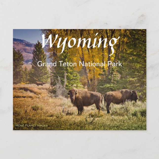 Carte postale Wyoming Buffalo (Devant)