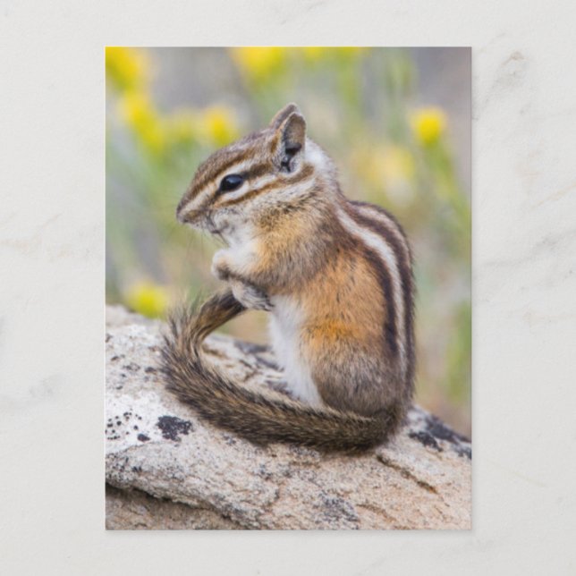 Carte Postale Wyoming, Comté De Sublette, Moins Chipmunk (Devant)