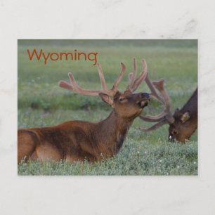 Carte postale wyoming elfe