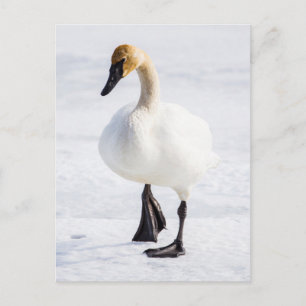 Carte Postale Wyoming, Refuge National Elk, Cygne Trompette