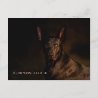 Carte postale Xoloitzcuintle