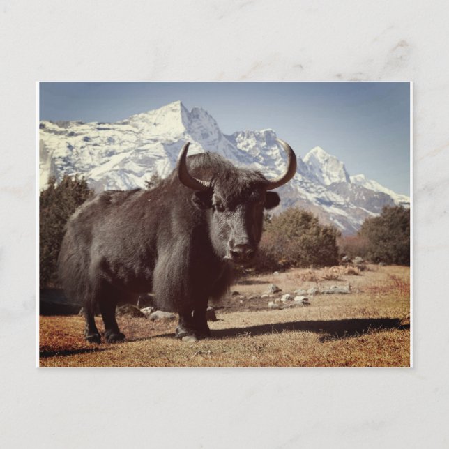 Carte Postale Yak (Devant)