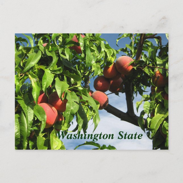 Carte Postale Yakima Valley Peaches, État de Washington. (Devant)