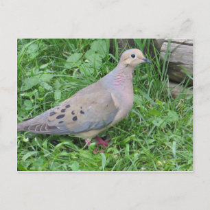Carte Postale Yard Dove
