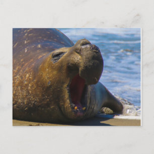 Carte Postale yawn