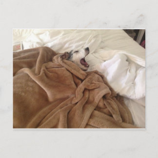 Carte Postale Yawning Doggy