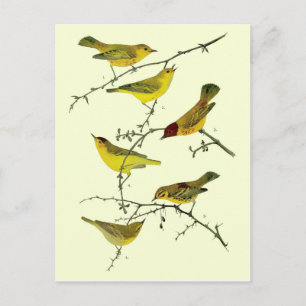 Carte Postale Yellow birds