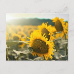 Carte Postale Yellow Hardy Sunflower Art Meilleures photos de to