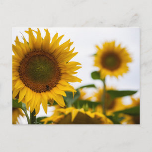 Carte Postale Yellow Hardy Sunflower Meilleures photos de tourne