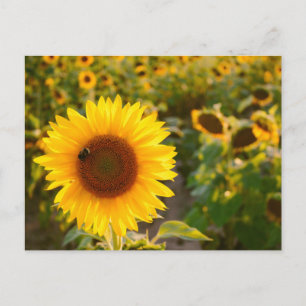 Carte Postale Yellow Hardy Sunflower Meilleures photos de tourne