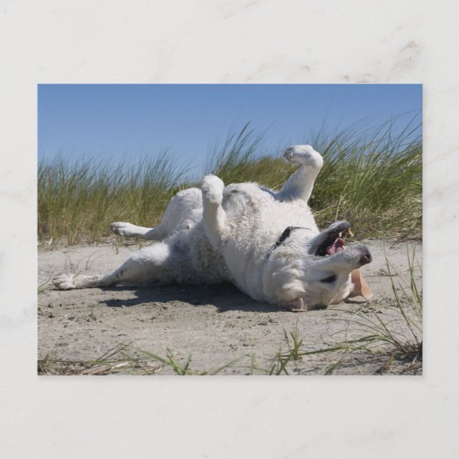 Carte Postale Yellow Labrador Retriever (Devant)