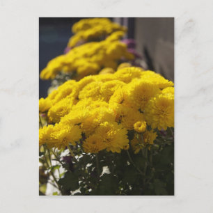 Carte Postale Yellow marigolds bask in sunlight