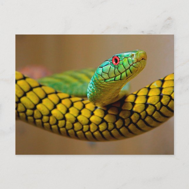 Carte Postale Yellow Snake Oeil rouge (Devant)