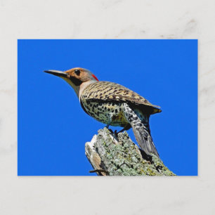 Carte Postale Yellowhammer