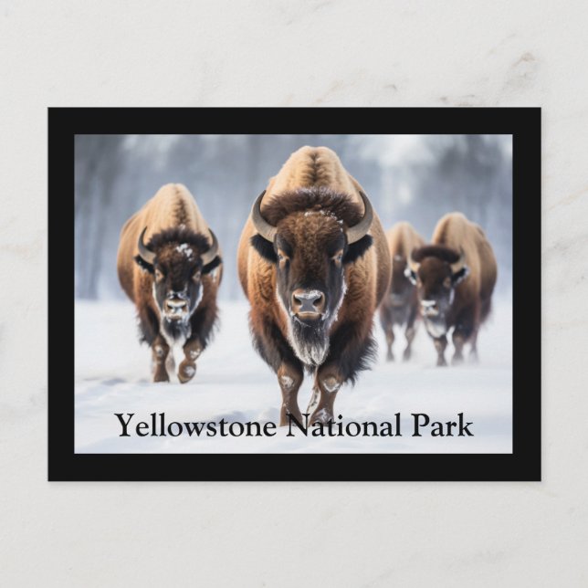 Carte postale Yellowstone (Devant)