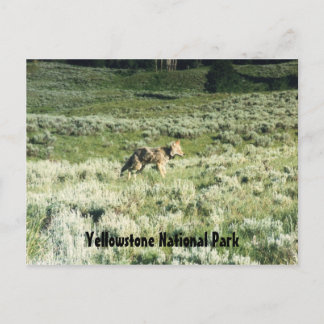 Carte Postale Yellowstone Coyote