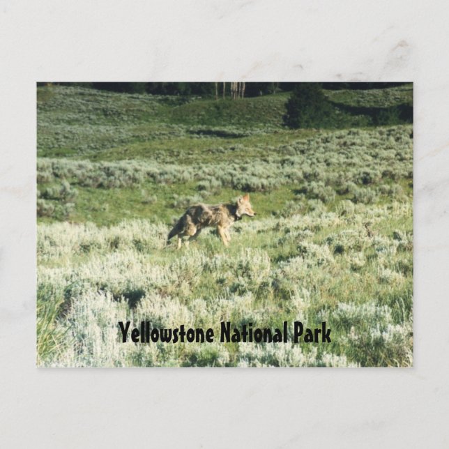 Carte Postale Yellowstone Coyote (Devant)