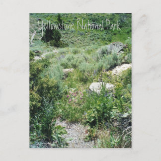 Carte Postale Yellowstone Summer