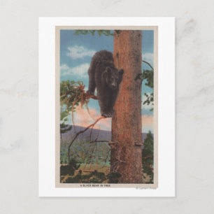 Carte Postale Yellowstone, WYView of Black Bear in Tree