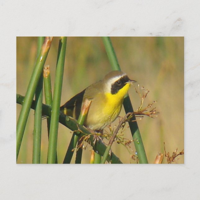 Carte Postale Yellowthroat (Devant)