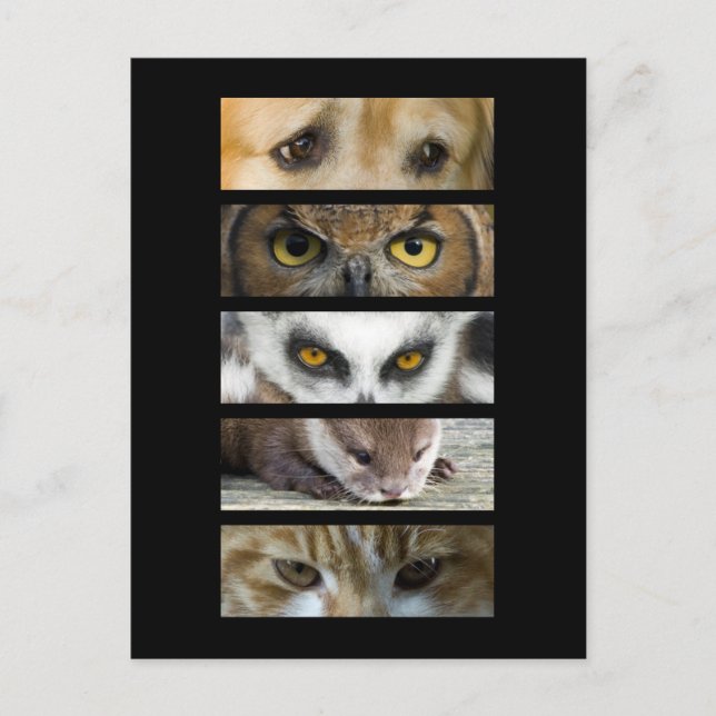 Carte postale - Yeux animaux (Devant)