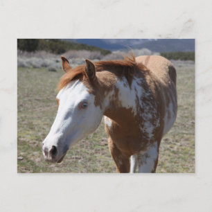 Carte Postale Yeux bleus